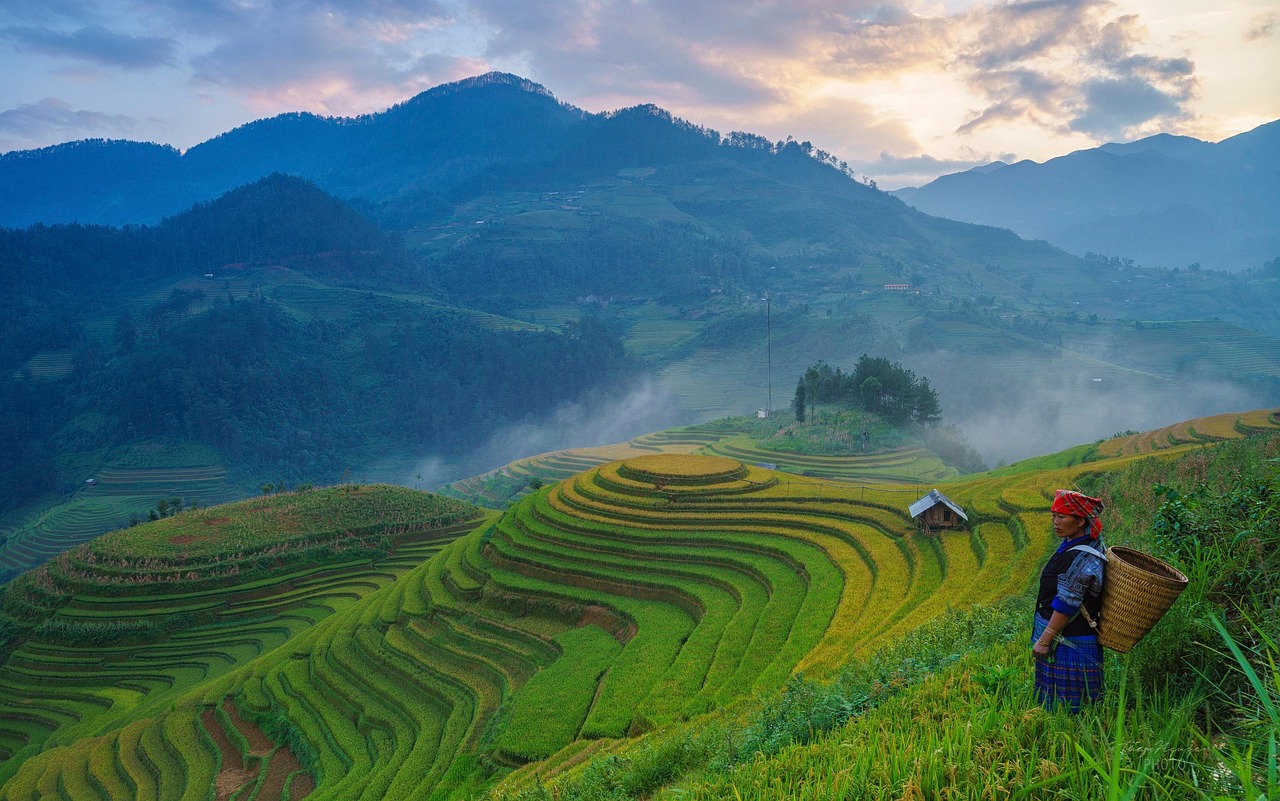 farmer, rice terraces, mountains, rice paddies, rice farm, nature, farming, agriculture, cultivation, female farmer, asian farmer, vietnam, mu cang chai, rice, terraces